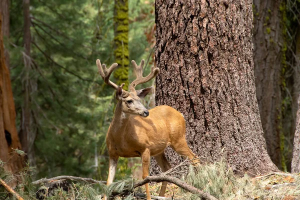 Ciervo Mula Parque Nacional Sequoia —  Fotos de Stock