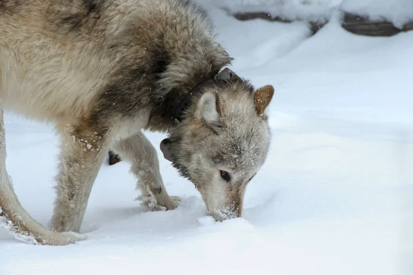 Close Van Een Wolf Yellowstone National Park — Stockfoto