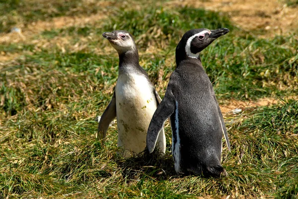 Young Penguin Adult Penguin — Photo