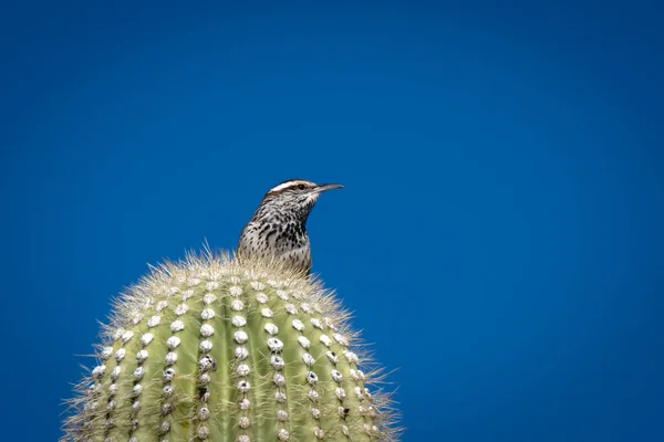 Cactus Wren Perched Saguaro Cactus — Fotografia de Stock