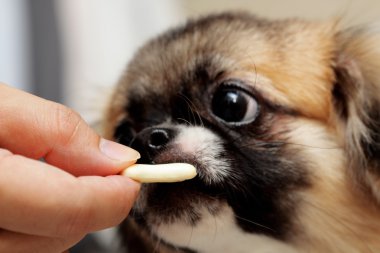 el köpek, foucs yandan besleme