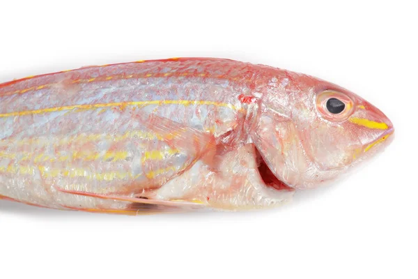 Red snapper fish isolated on white background — Stock Photo, Image