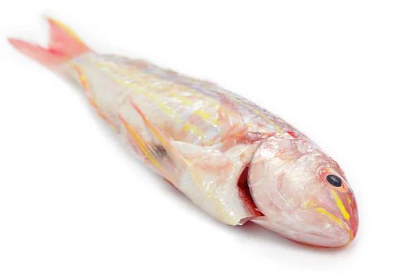 Red snapper vissen geïsoleerd op witte achtergrond — Stockfoto