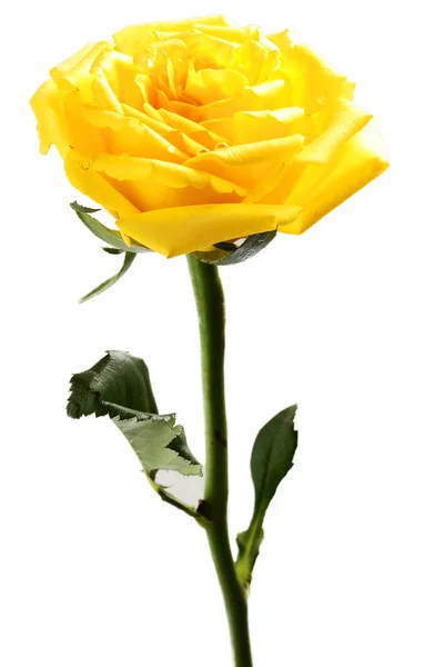 Single yellow rose on a white background — Stock Photo, Image