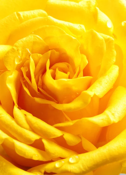 Beautiful yellow rose closeup — Stock Photo, Image