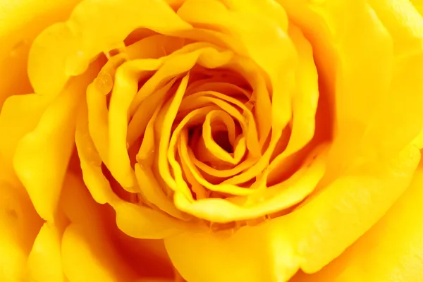 Beautiful yellow rose closeup — Stock Photo, Image