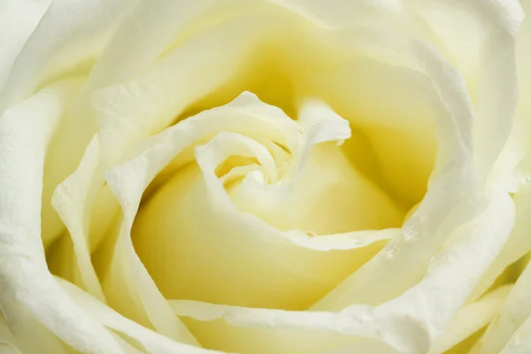 Beige rose close up — Stock Photo, Image