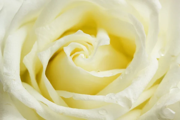 Beige rose close up — Stock Photo, Image