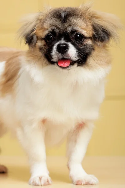 Close-up de cão bonito — Fotografia de Stock