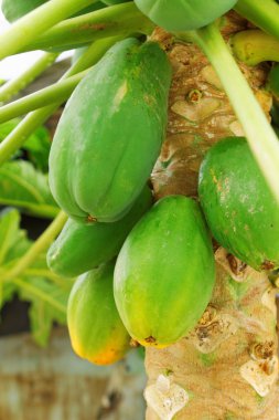 Papaya ağacını