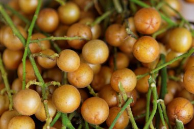 Longan yeşil ağaçta