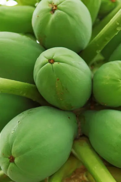 Árbol de papaya — Foto de Stock