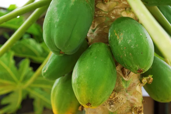 Árbol de papaya — Foto de Stock