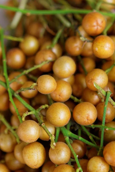 Longan yeşil ağaçta — Stok fotoğraf