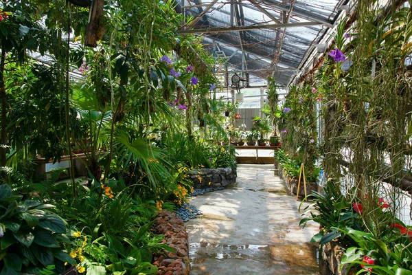 Interior de uma estufa para plantas em crescimento — Fotografia de Stock