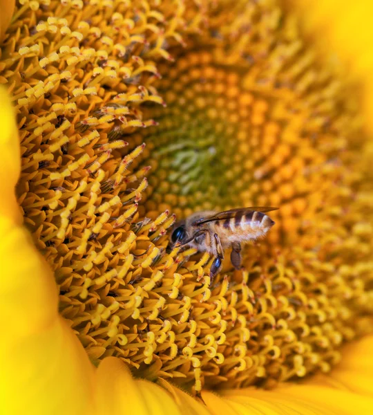 Hermoso girasol y abeja —  Fotos de Stock