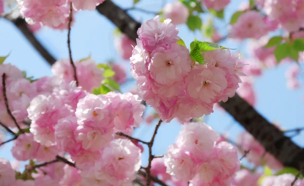 Blossoming sakura with pink flowers, closeup shot — Stock Photo, Image