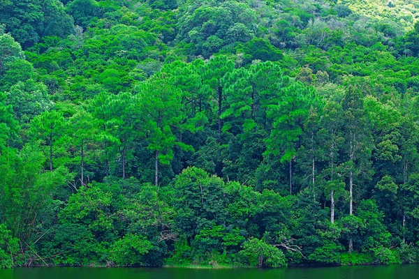 Пейзаж деревьев с озером — стоковое фото