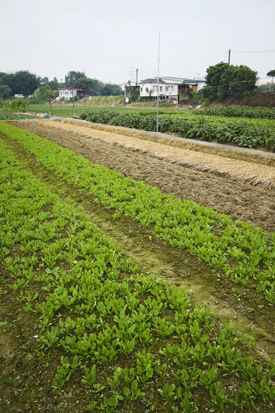 Gecultiveerd land in een landelijk — Stockfoto