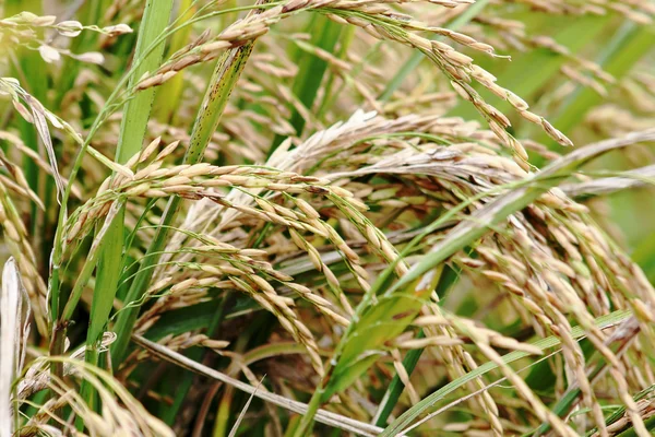 Asmine ryż w gospodarstwie. — Zdjęcie stockowe