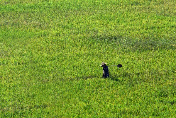 農夫は小麦畑を歩いて — ストック写真