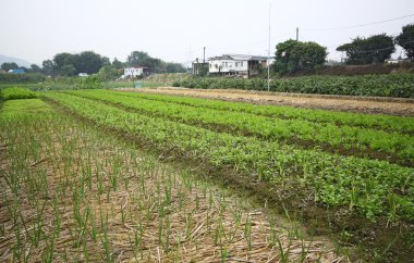 bir kırsal alanda ekili arazi