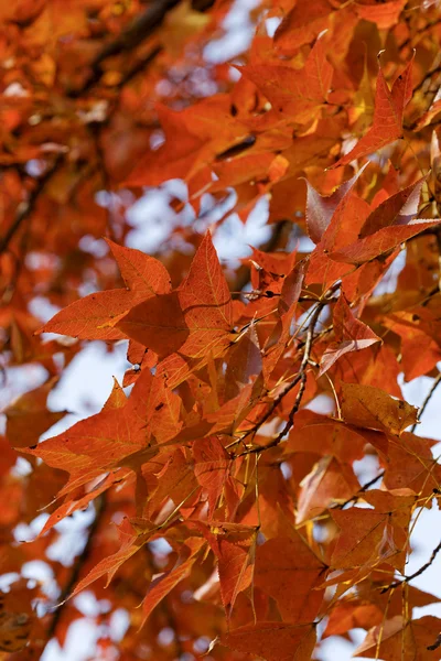 Rode bladeren in de herfst — Stockfoto