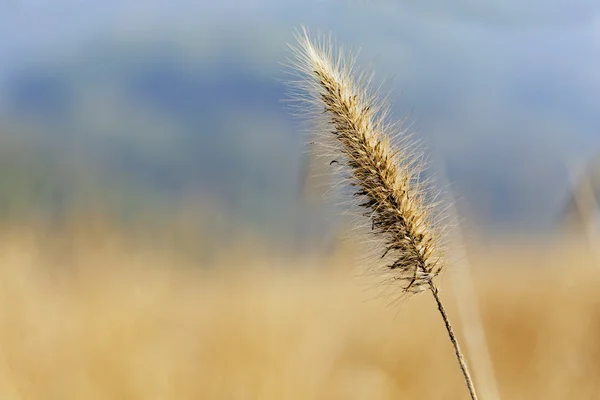 Срібна трава над горою восени — стокове фото