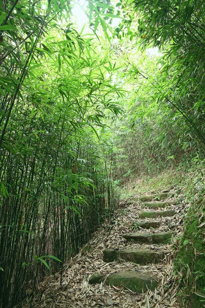 Forêt de bambous verts — Photo