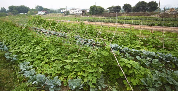 Cultivated land in a rural — Stock Photo, Image