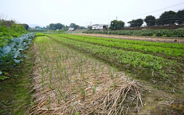 Terreni coltivati in una zona rurale — Foto Stock