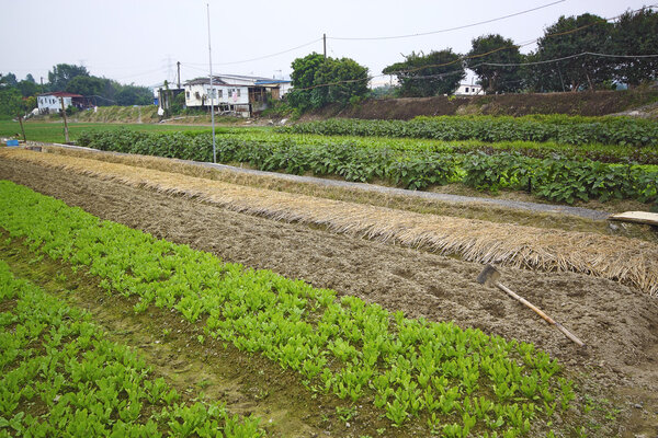 Cultivated land in a rural