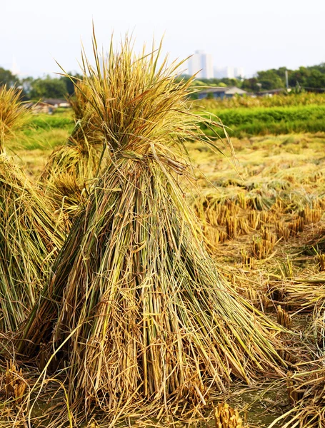 Hasat pirinç — Stok fotoğraf