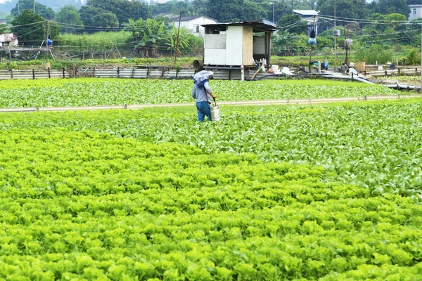 Terreni coltivati e irrigazione degli agricoltori — Foto Stock