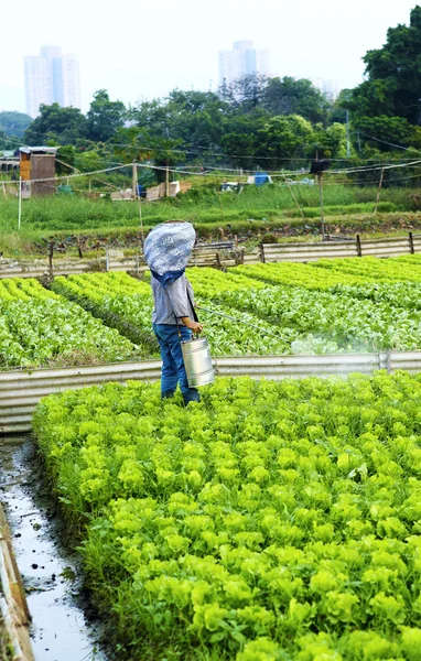 Terres cultivées et pulvérisation des agriculteurs — Photo