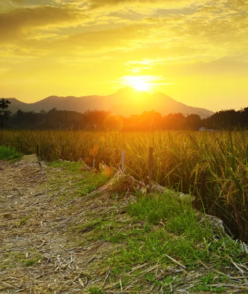 Golden sunset over farm field — Stock Photo, Image