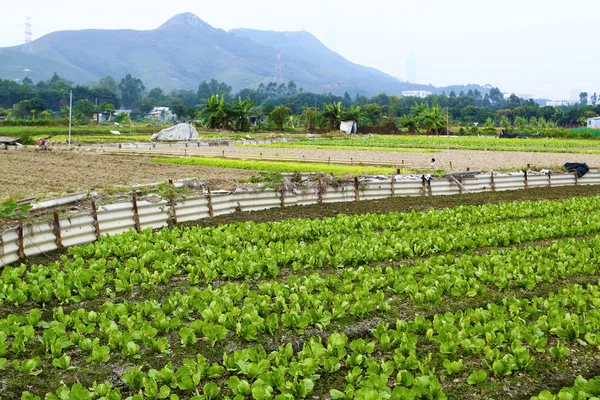 Gecultiveerd land — Stockfoto