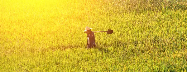 Contadino che cammina in un campo di grano dorato — Foto Stock