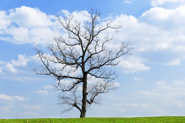 -Dünya gezegeni yeşil 