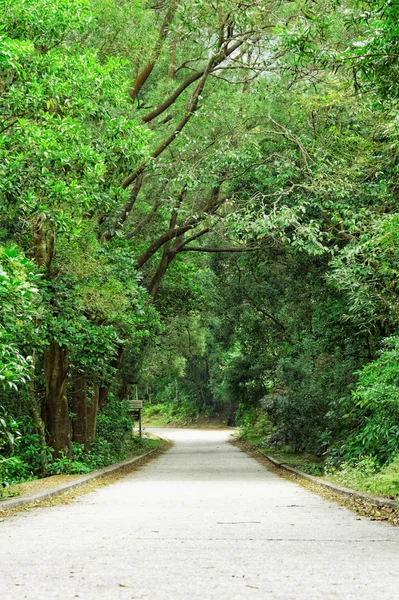 Asfalterad väg genom skogen — Stockfoto