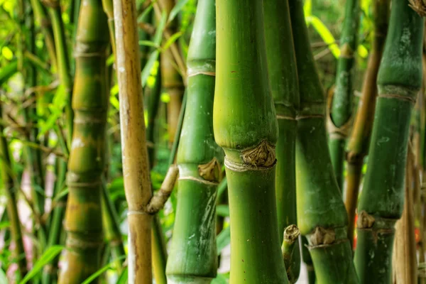 Bambus aus nächster Nähe als Hintergrund — Stockfoto