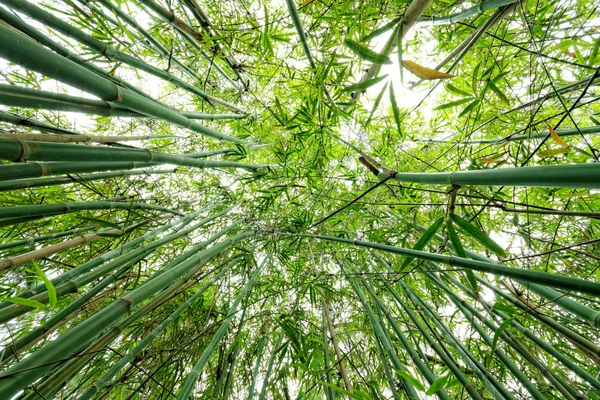 Bambu på nära håll som bakgrund — Stockfoto