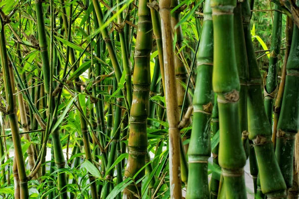 Bambu på nära håll — Stockfoto