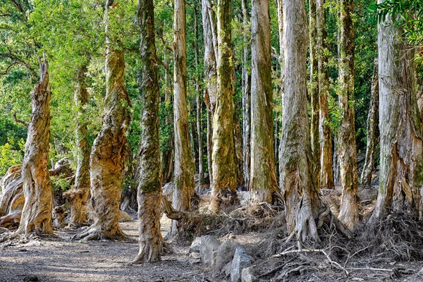 Prachtige groene woud — Stockfoto