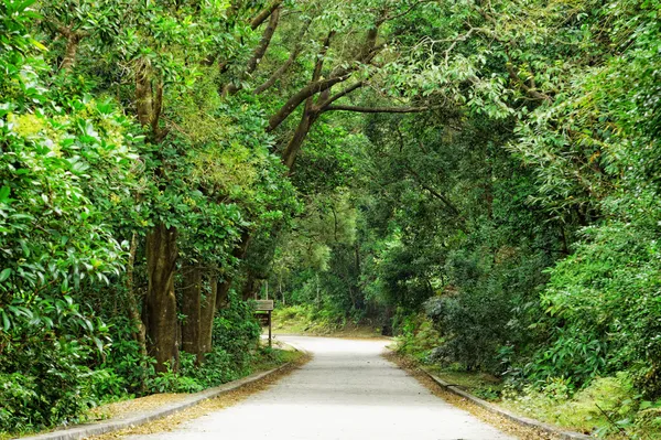 Estrada de asfalto através da floresta — Fotografia de Stock