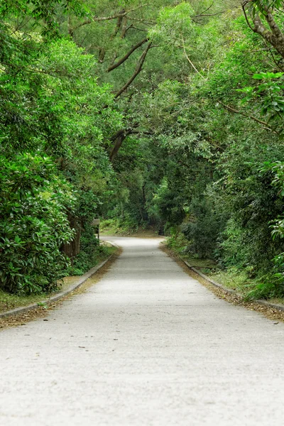 穿过森林的沥青路 — 图库照片