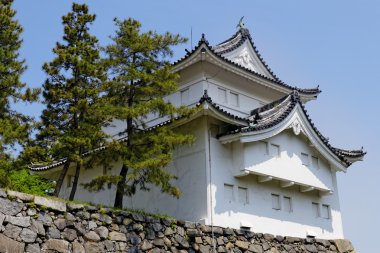 Kral cha chi', Japonya