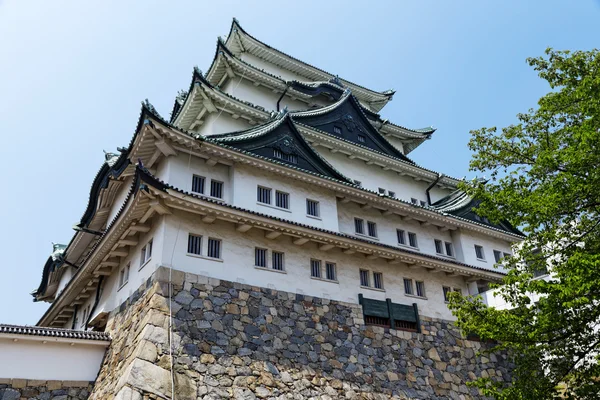 Król cha chi ", Japonia — Zdjęcie stockowe