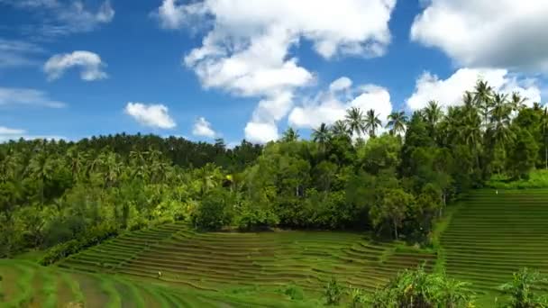 Terraços de arroz — Vídeo de Stock