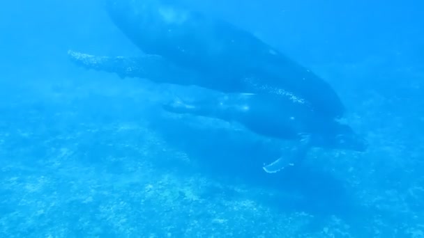 Whale and Calf — Stock Video